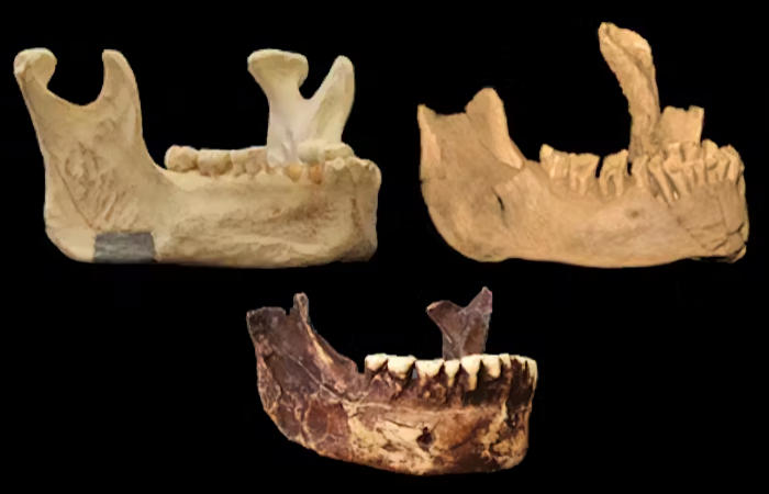 Enigmatic Human Fossil Jawbone May Be Evidence Of An Early Homo Sapiens Presence In Europe