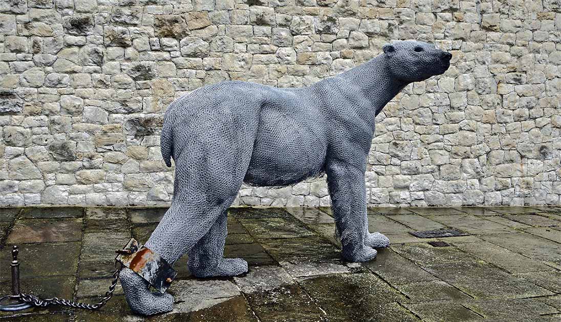 The Tower of London Was Once Home to a Polar Bear