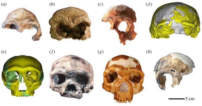 Abundant Hominin Fossils Dating Back 300,000 Years Excavated In Hualongdong (HLD), East China