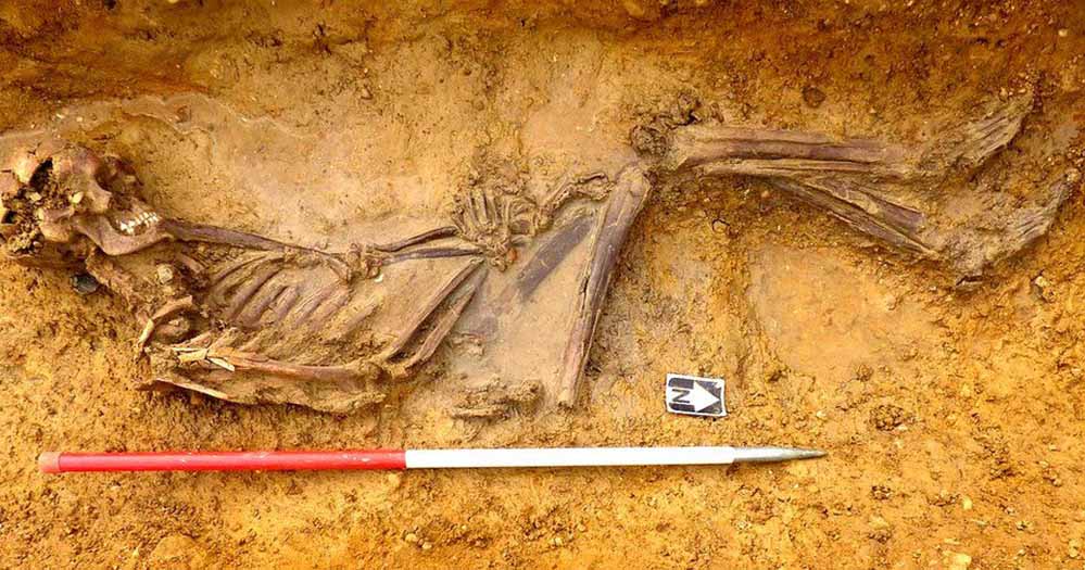 Offord Cluny 203645: DNA Reveals Only Sarmatian Remains Known in Britain