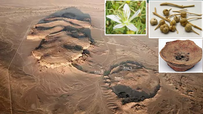 ‘Harmal’ Plant Was Used For Smoking And Inhaling In Arabia As Early As 2,700 Years Ago
